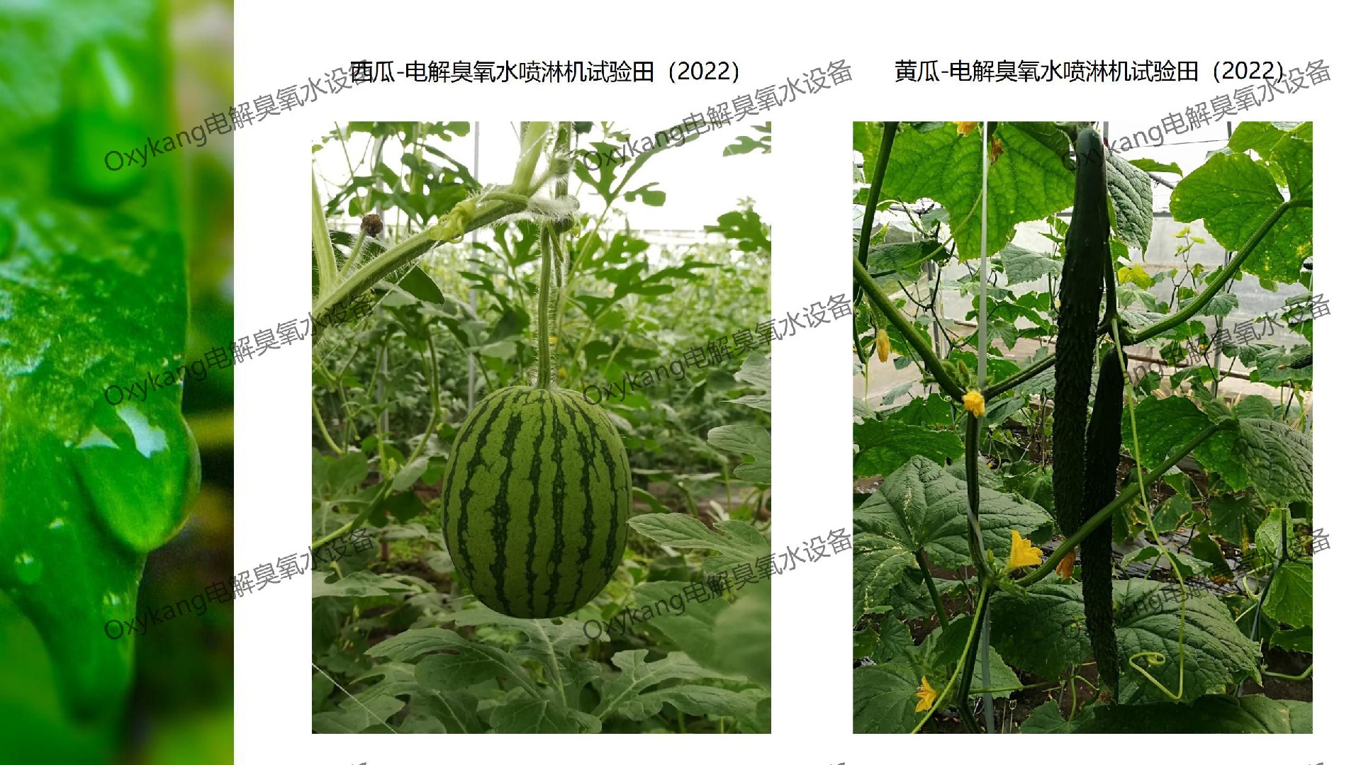 无农药种植项目简介_24.jpg