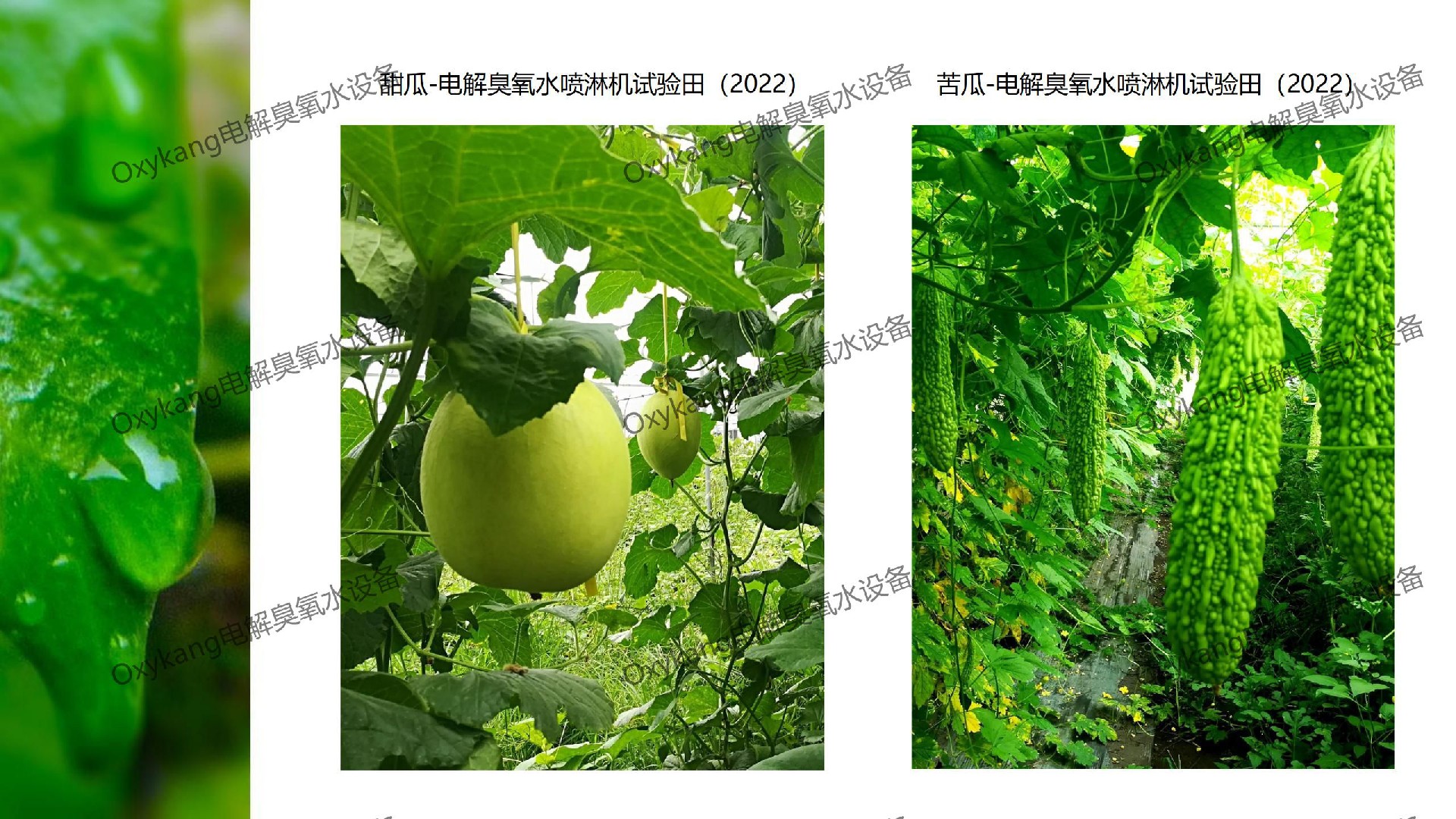 无农药种植项目简介_25.jpg